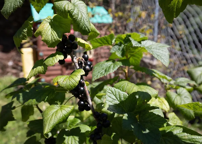 Ferienhaus Minihaus In Den Bergen/ Small Mountain House *